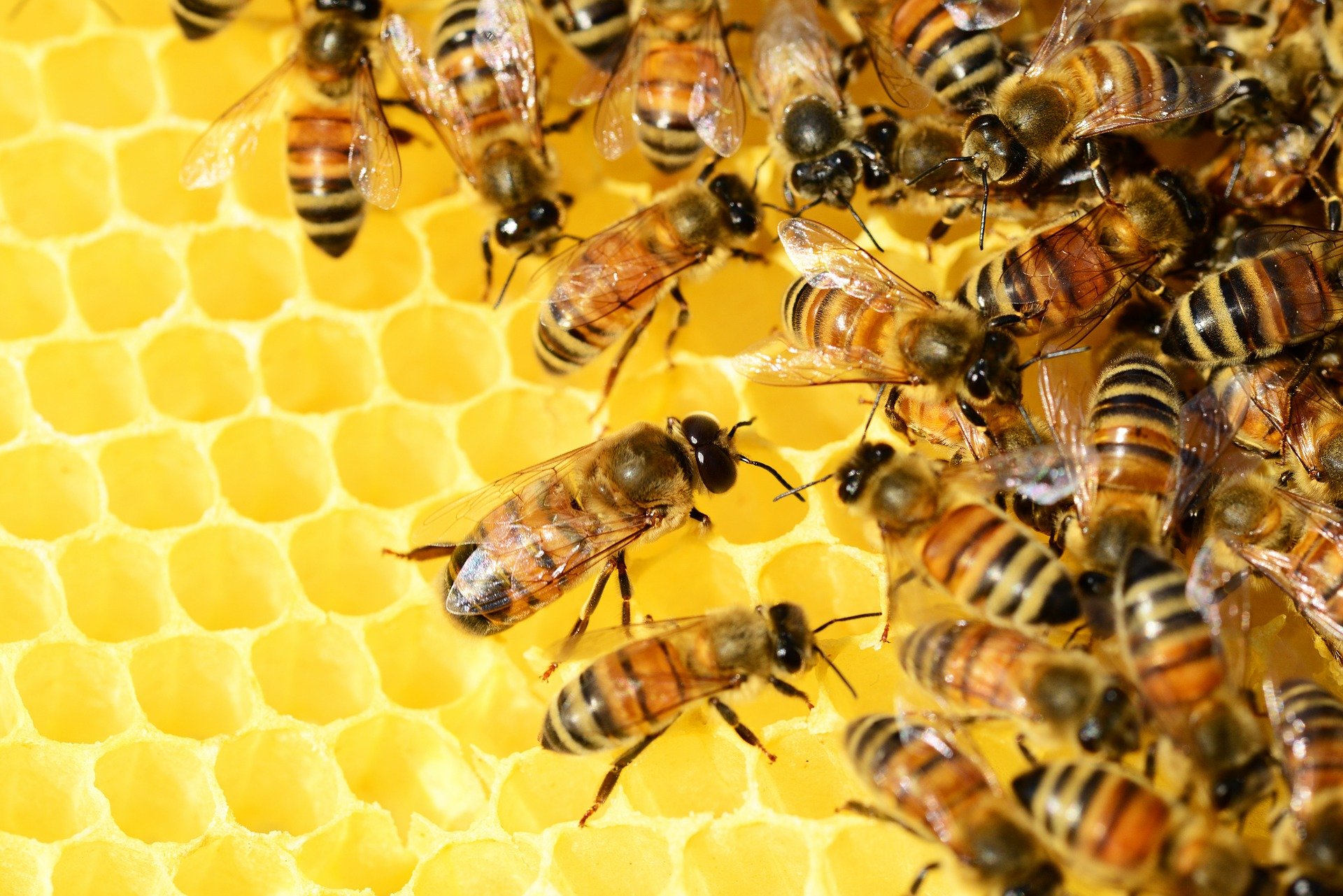 Szkolenia on-line z pszczelarstwa w Ozorkowie. Różnorodna tematyka i forma nauki